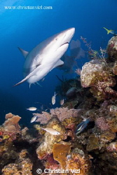 Caribbean Reef Shark above a colorful and intact Coral Re... by Christian Vizl 